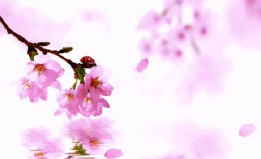 -44d1e18b90ad53de.gif