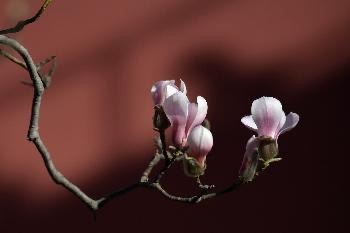 IMG_5537.jpeg