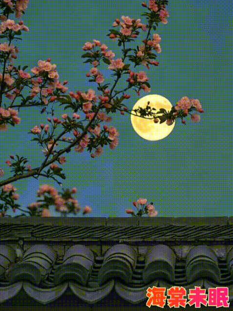 Ƶ265_20250410112116579.gif