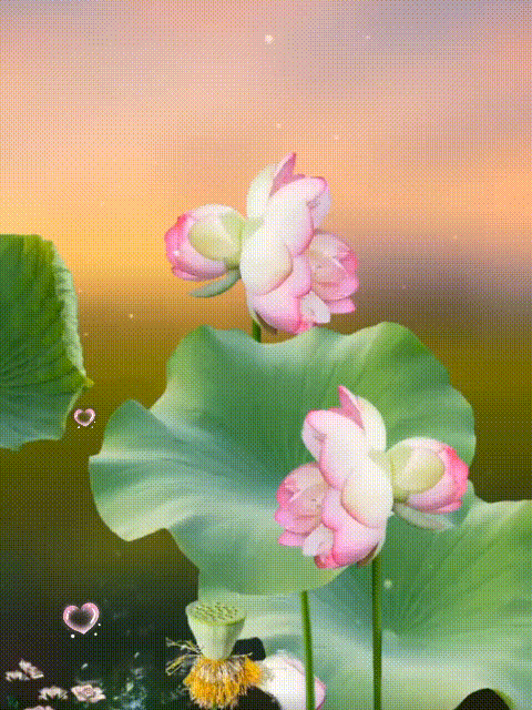 1FE0A59C0169B50744C65ADCFD46042A.gif